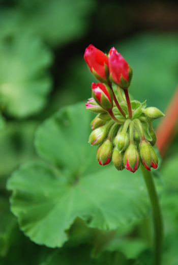 budding